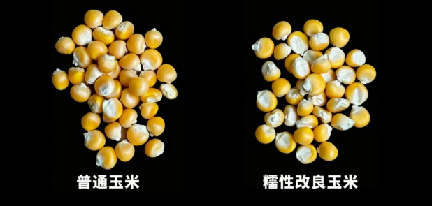 糯玉米：未米生物获批国内首个糯性改良玉米基因编辑安全证书